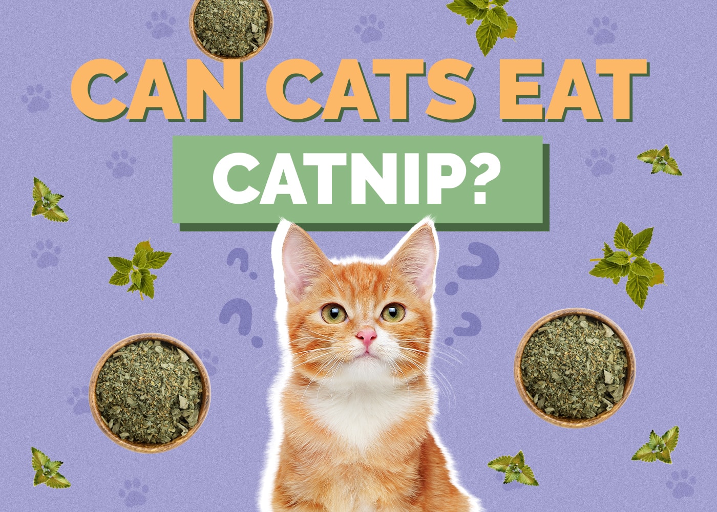 Can Cats Eat catnip