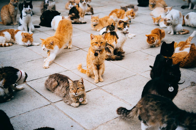 How Many Cats Is Too Many? Hoarding, Legality, and Care Requirements |  Hepper