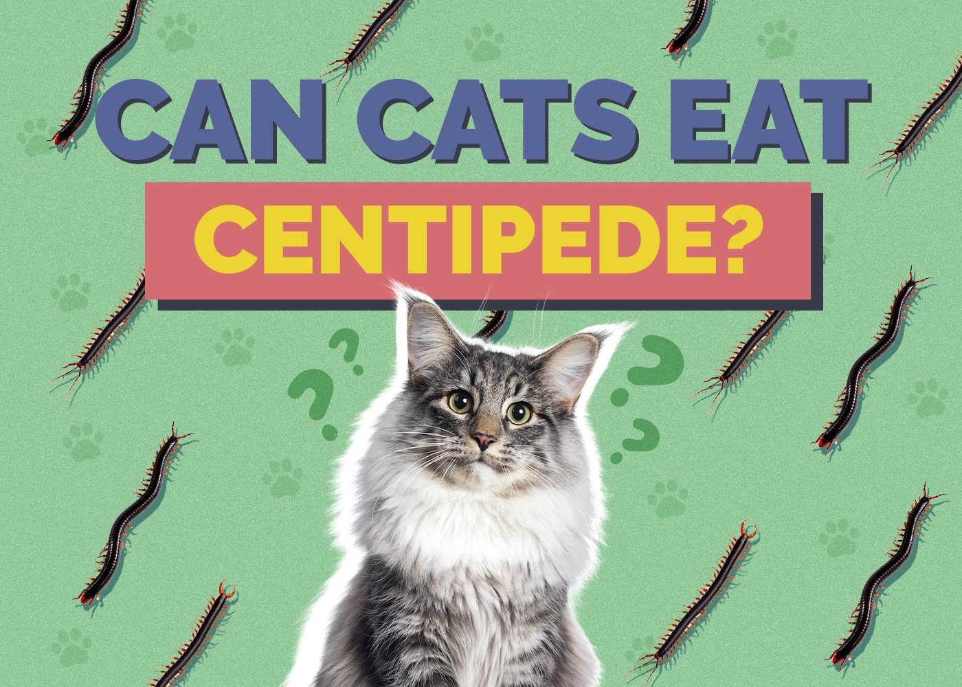 Can Cats Eat centipede