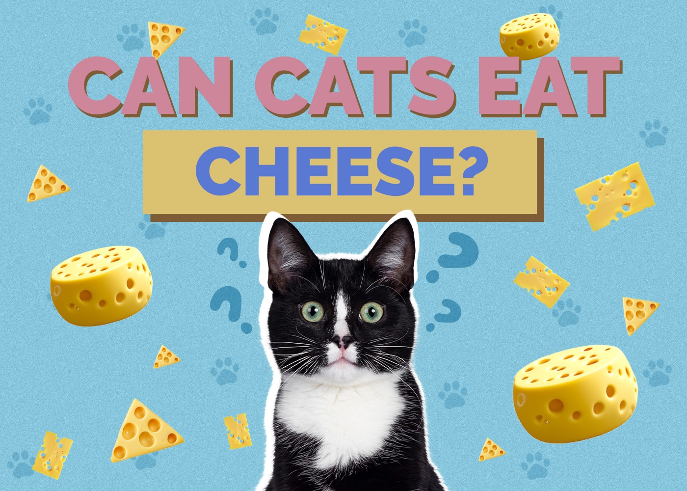 Can Cats Eat cheese