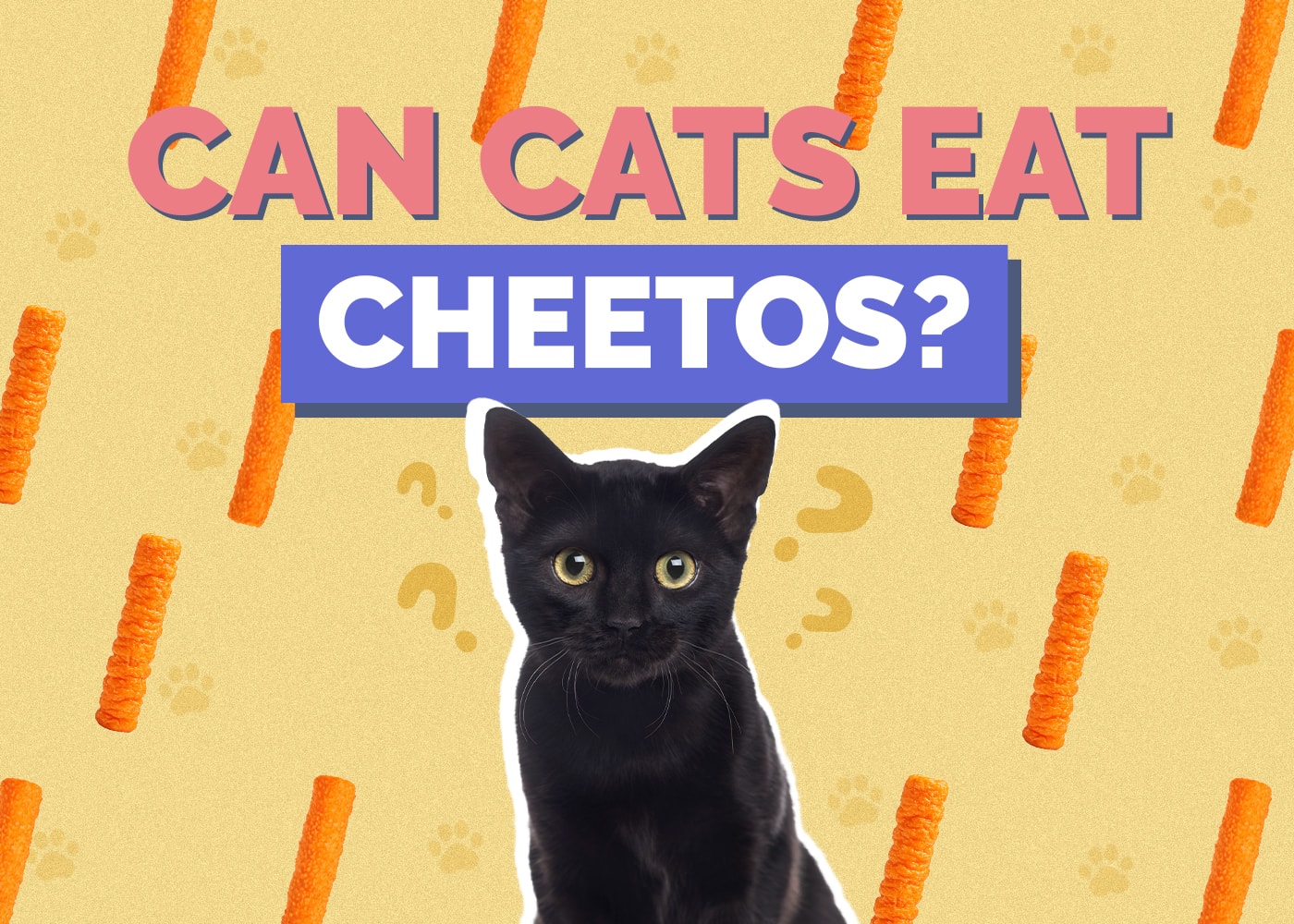 Can Cats Eat cheetos