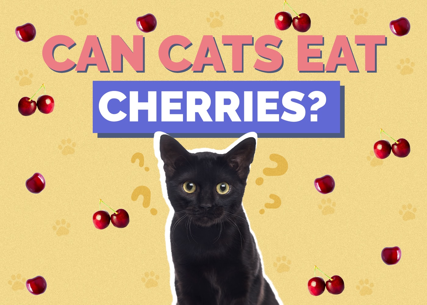 Can Cats Eat cherries