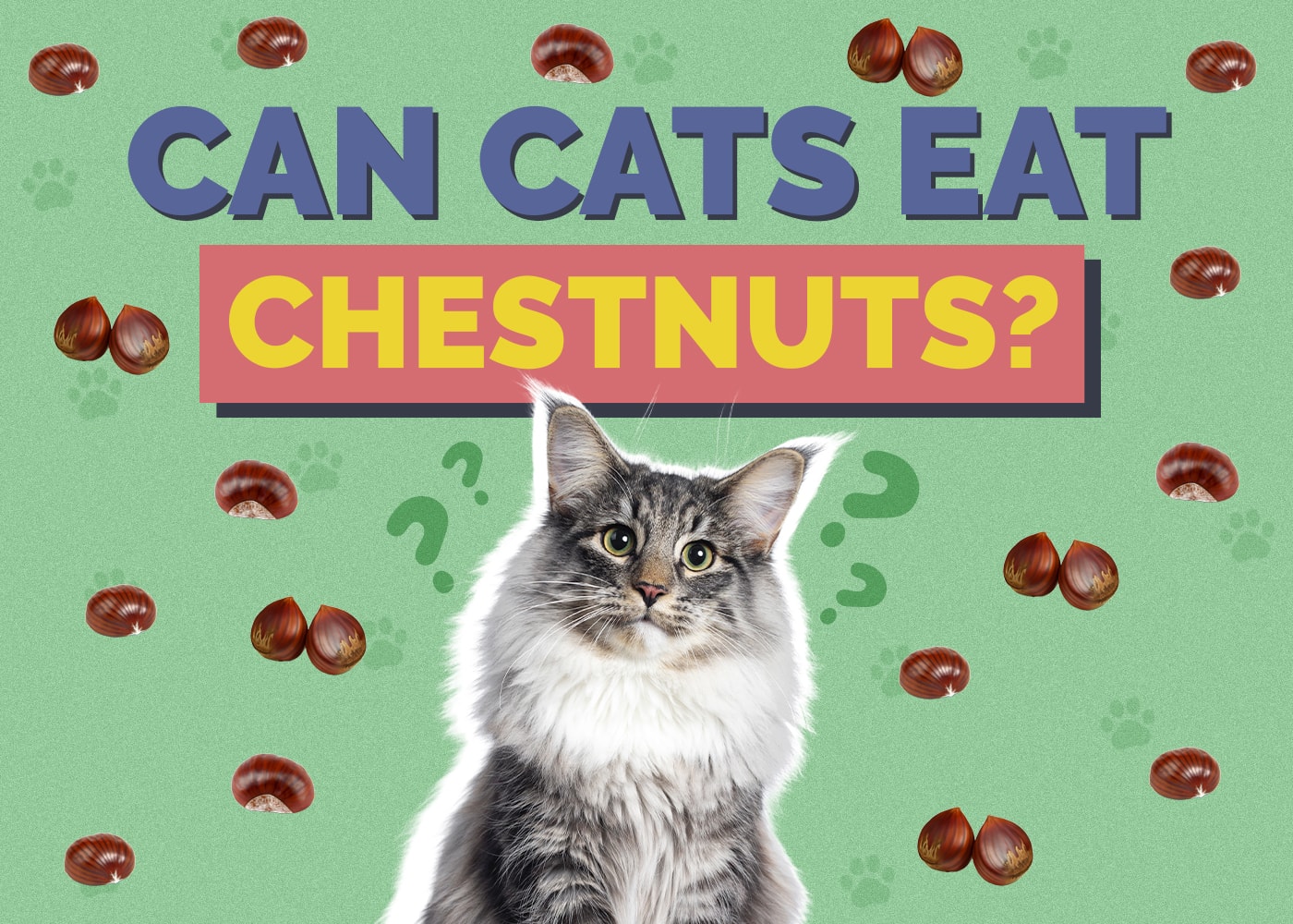 Can Cats Eat chestnuts