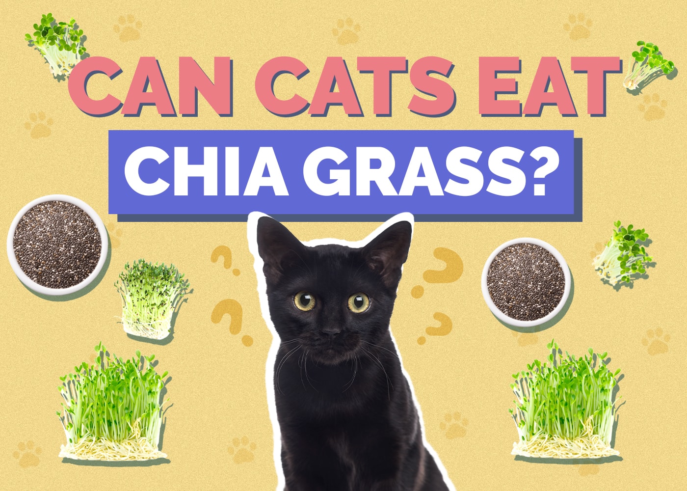 Can Cats Eat chia-grass