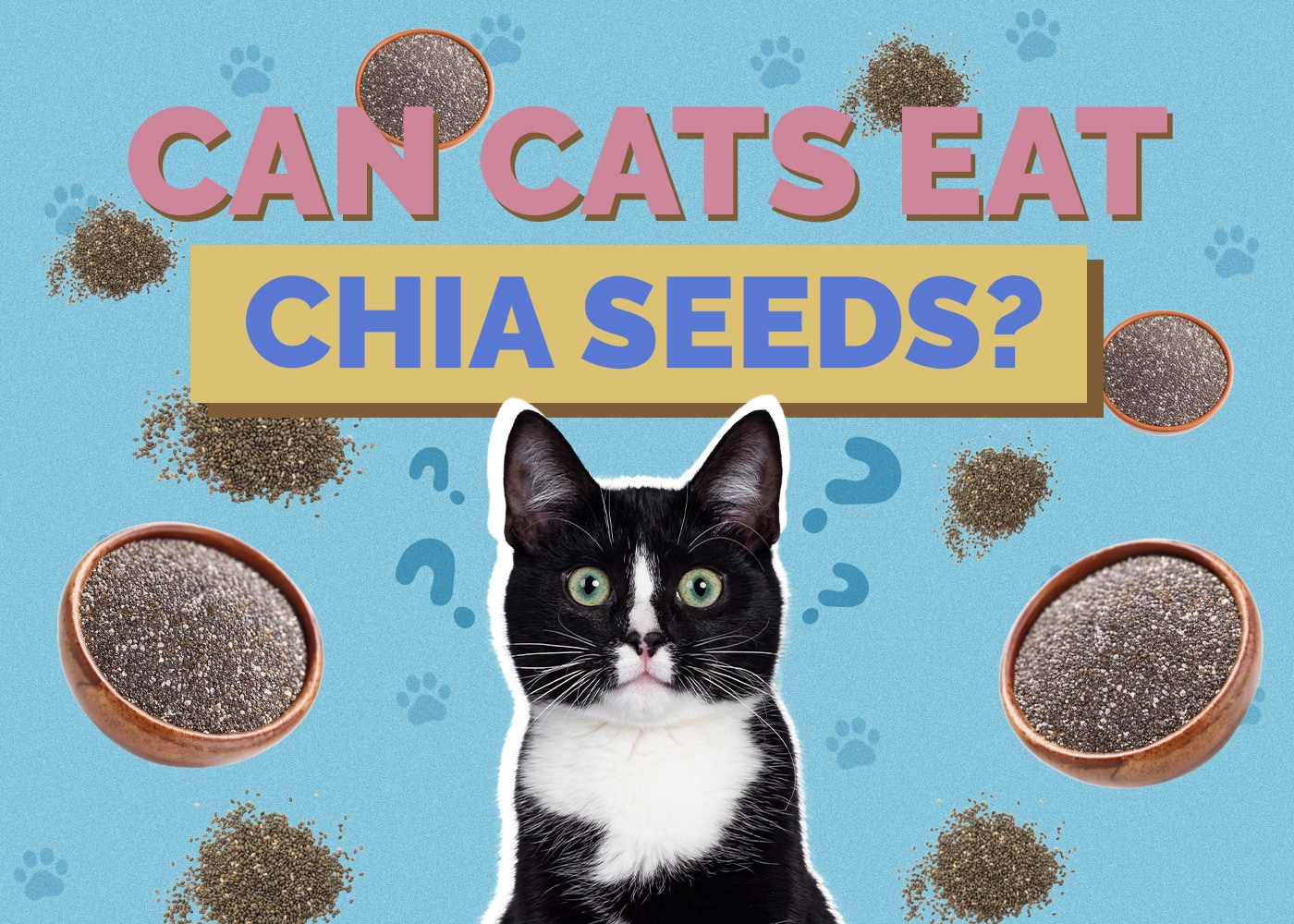 Can Cats Eat chia-seeds