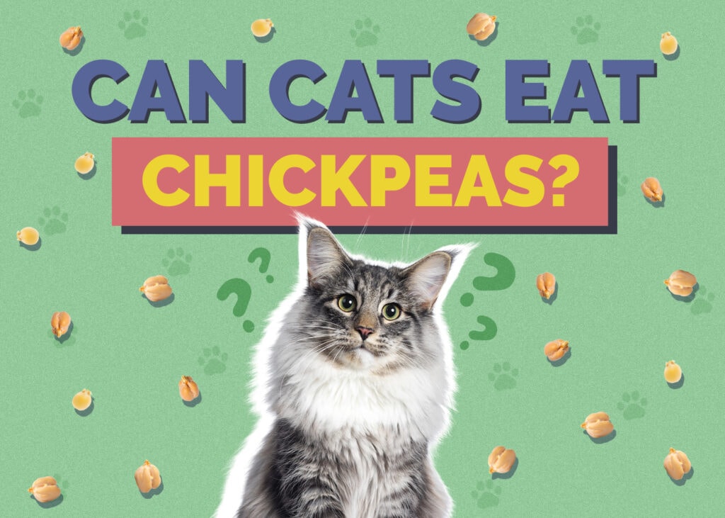 Can Cats Eat chickpeas