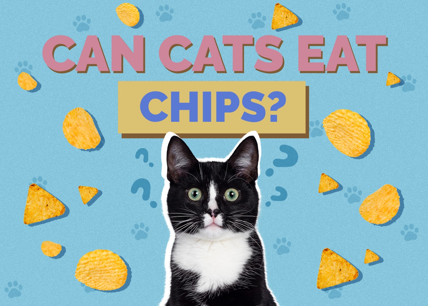 Can Cats Eat chips