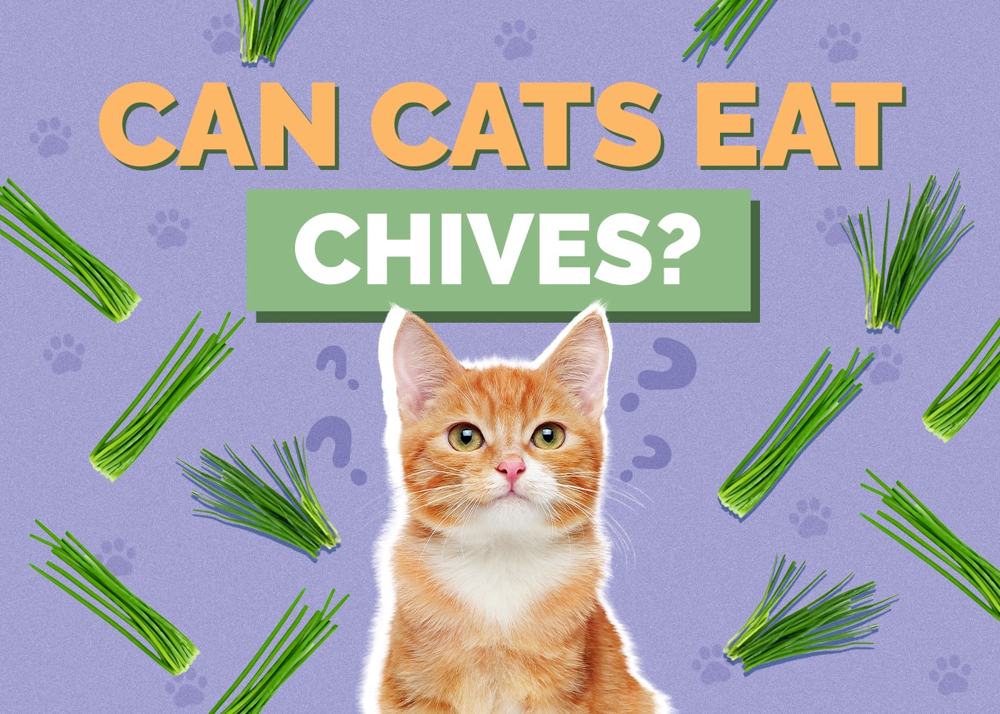 Can Cats Eat chives