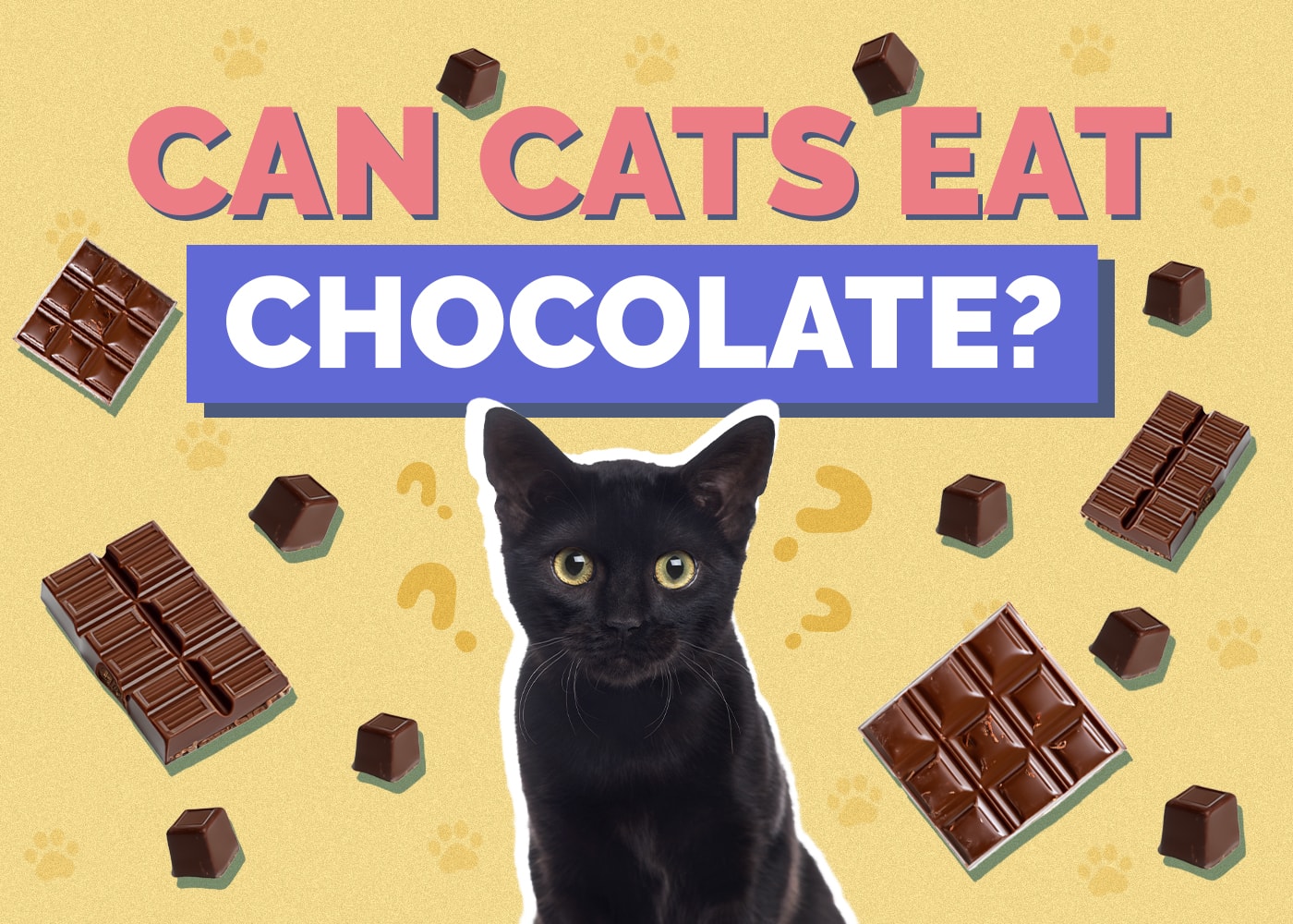 Can Cats Eat chocolate