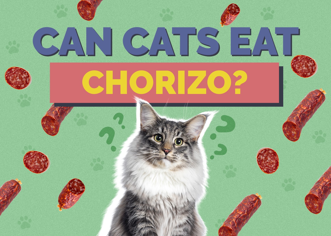 Can Cats Eat chorizo