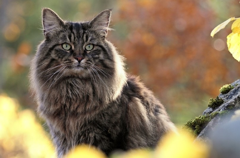 Gato gris peludo grande con ojos verdes.