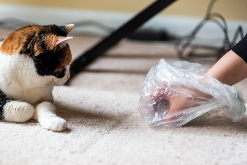 cleaning cat vomit in carpet