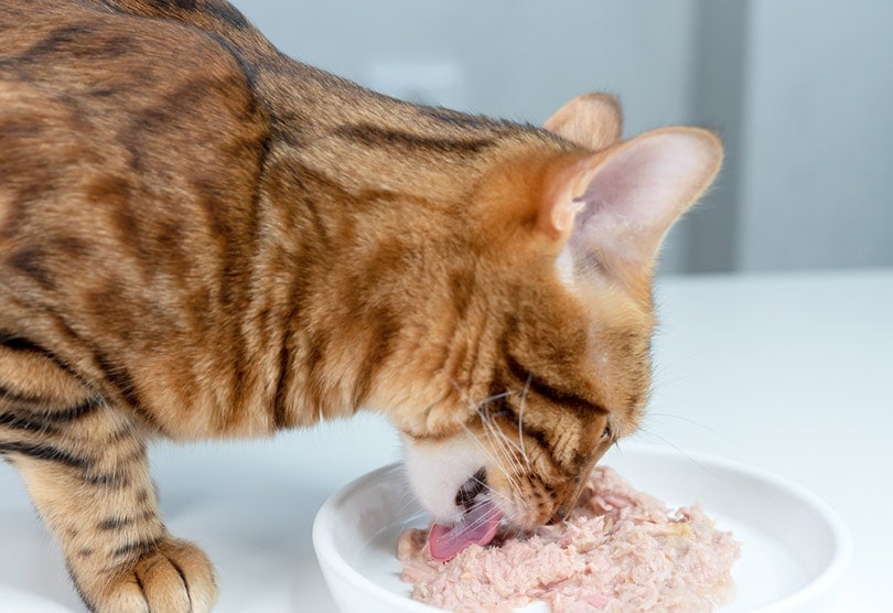 cận cảnh một con mèo Bengal đang ăn thức ăn ướt từ một chiếc đĩa sứ trắng trên sàn nhà