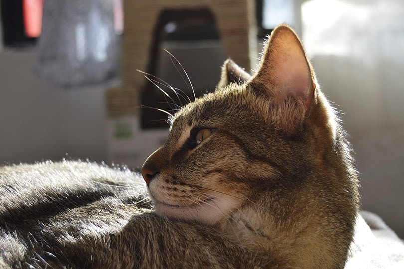 close up of a cat's ear