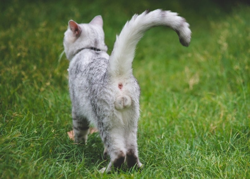 close up of male cat's testicles