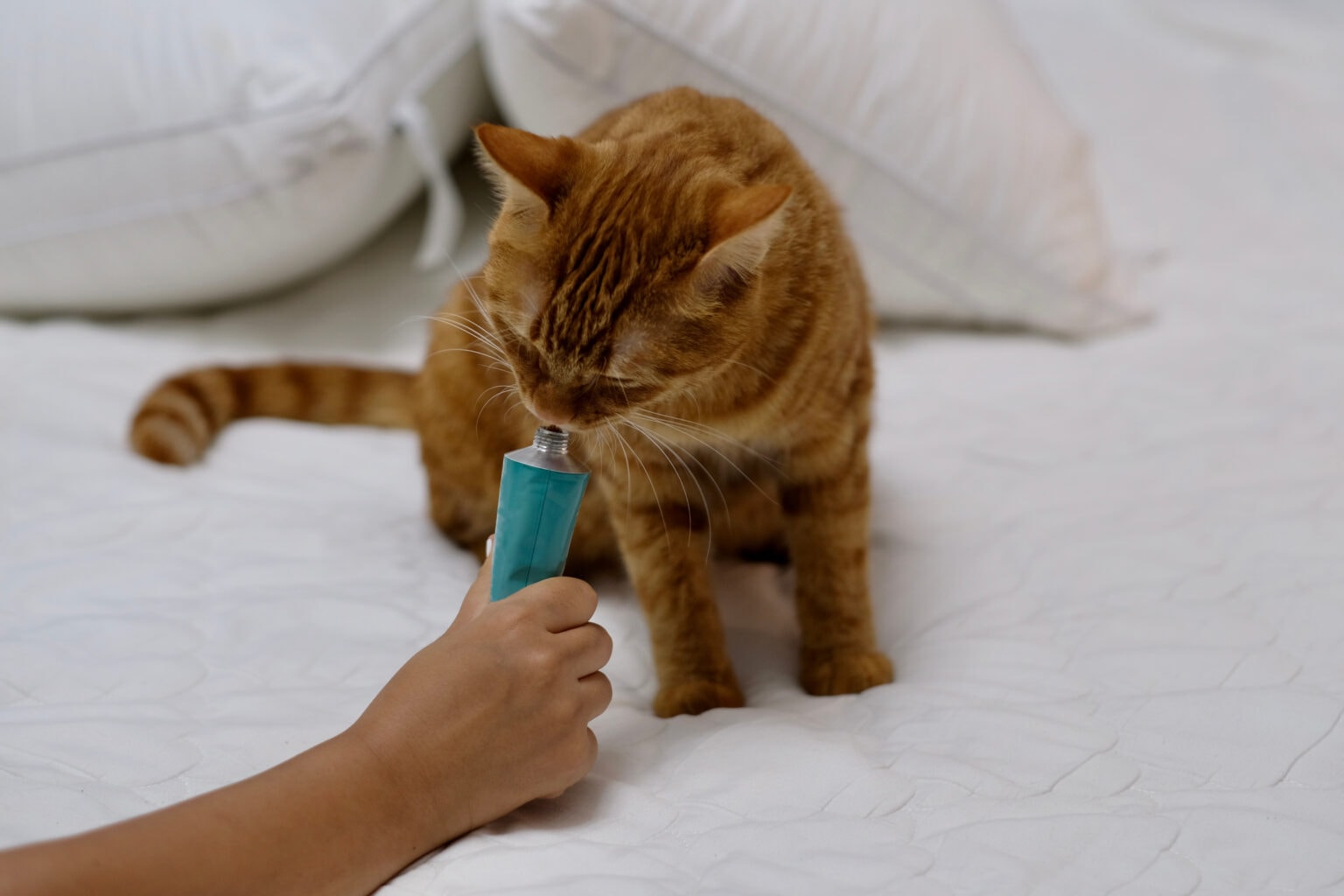 Can Cats Eat Vaseline? VetReviewed Health & Safety Facts Hepper