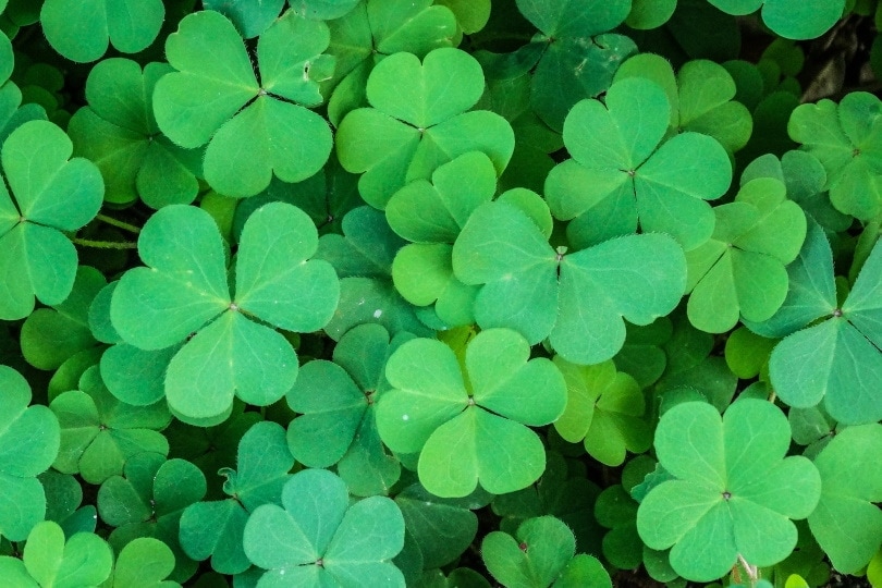 clover plant