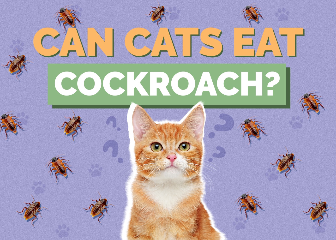 Can Cats Eat cockroach