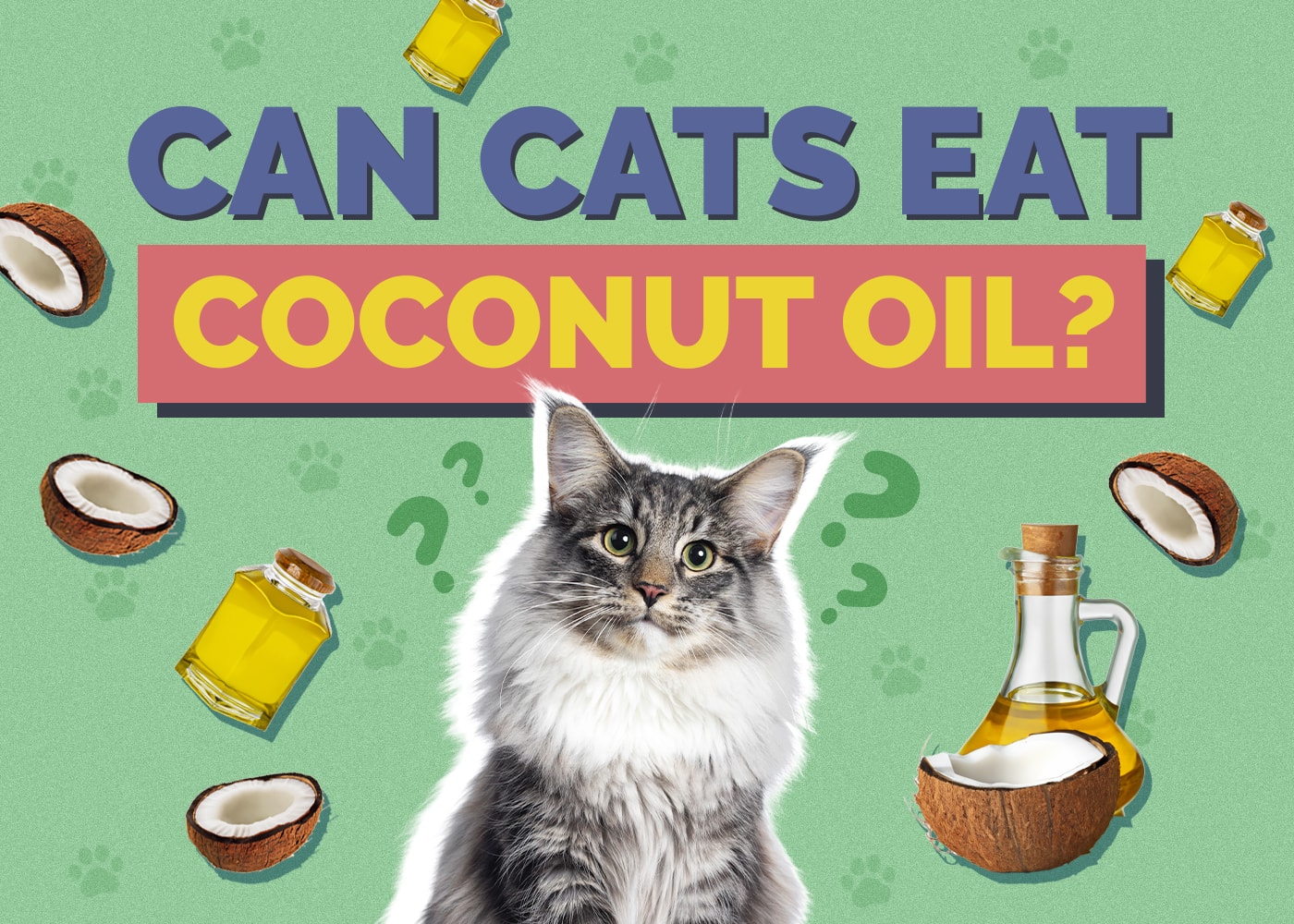 Can Cats Eat coconut-oil
