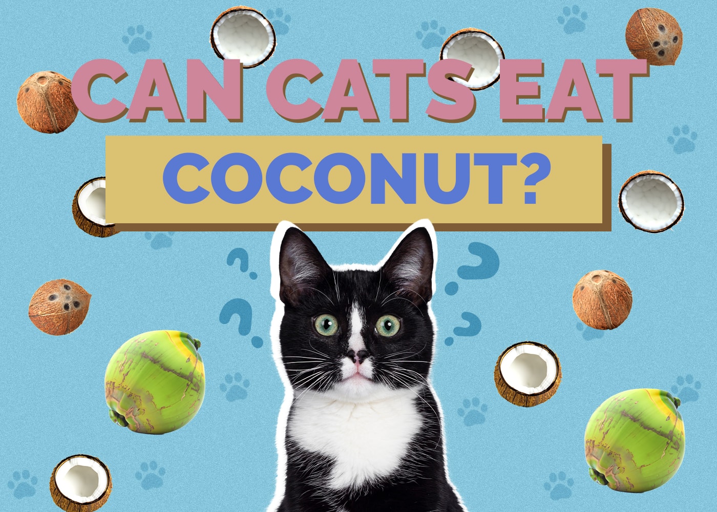 Can Cats Eat coconut