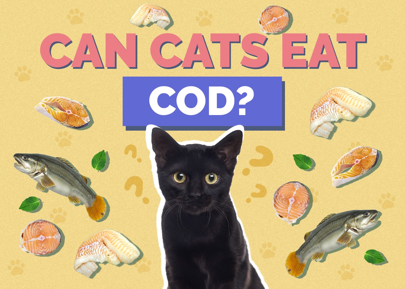 Can Cats Eat cod