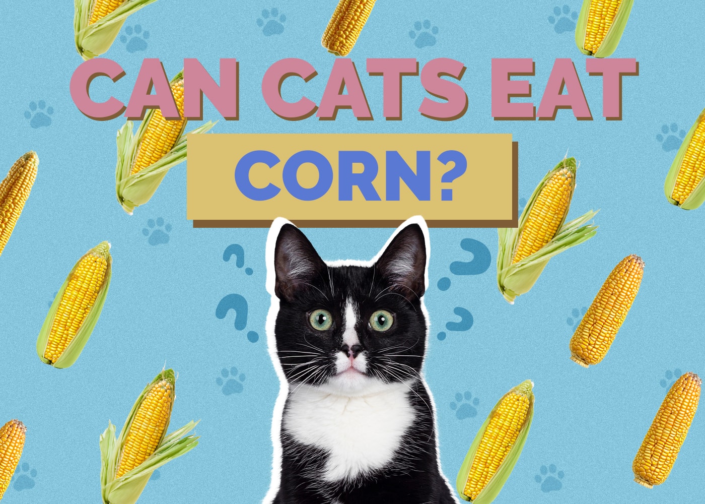 Can Cats Eat corn