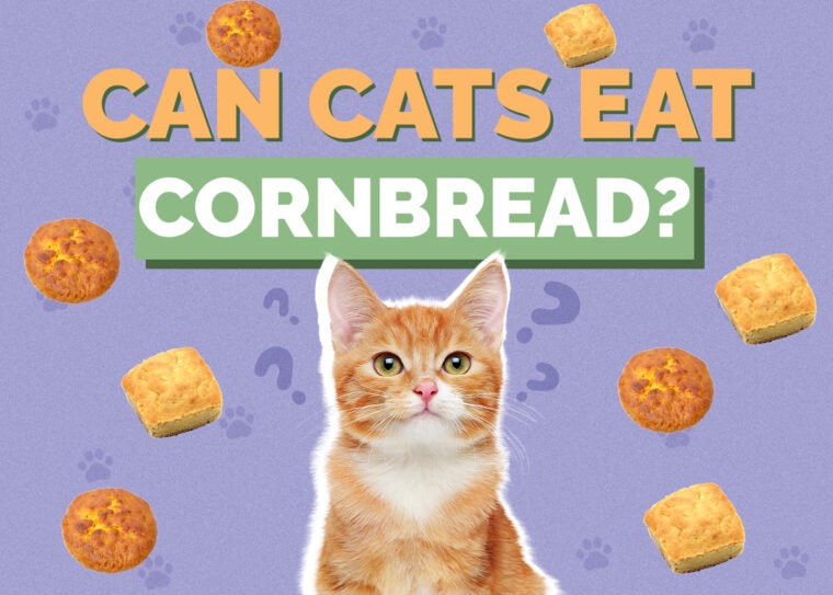 Can Cats Eat Cornbread? VetReviewed Nutritional Info & Safety Hepper