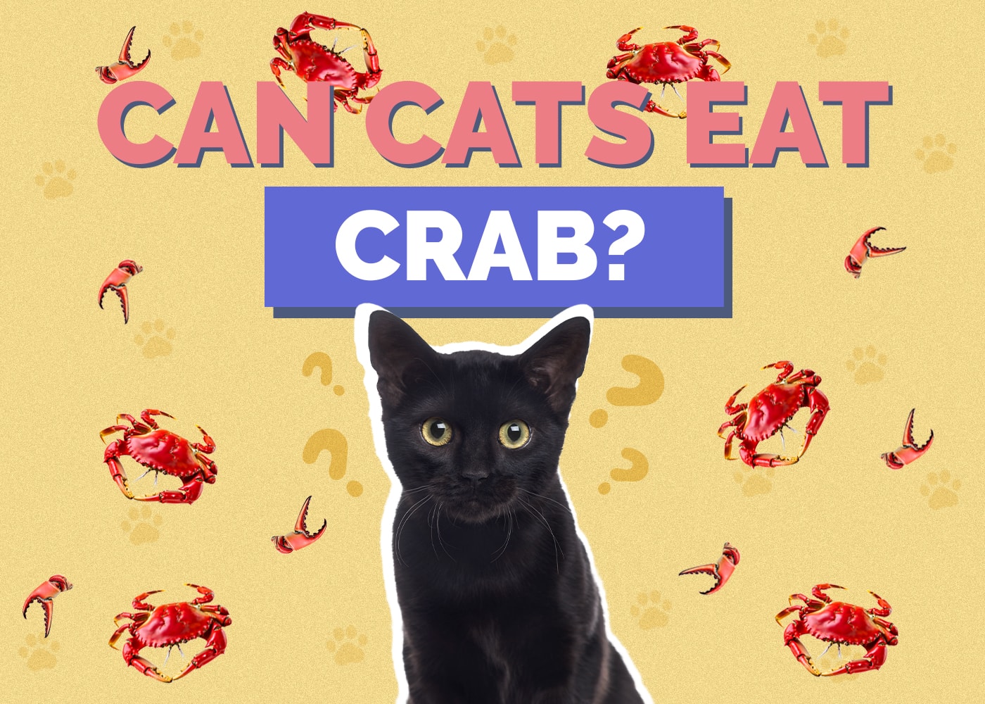 Can Cats Eat crab