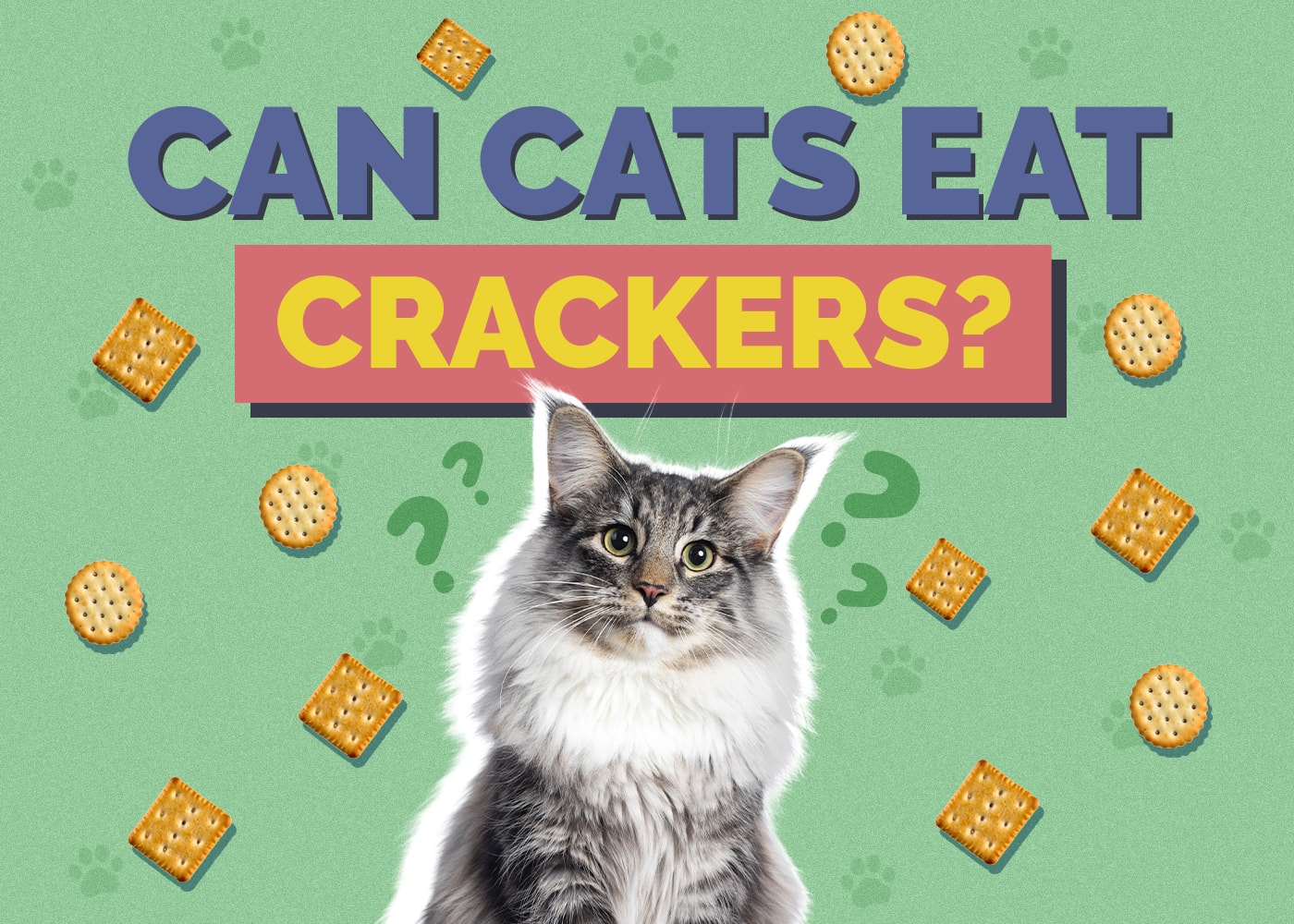 Can Cats Eat crackers