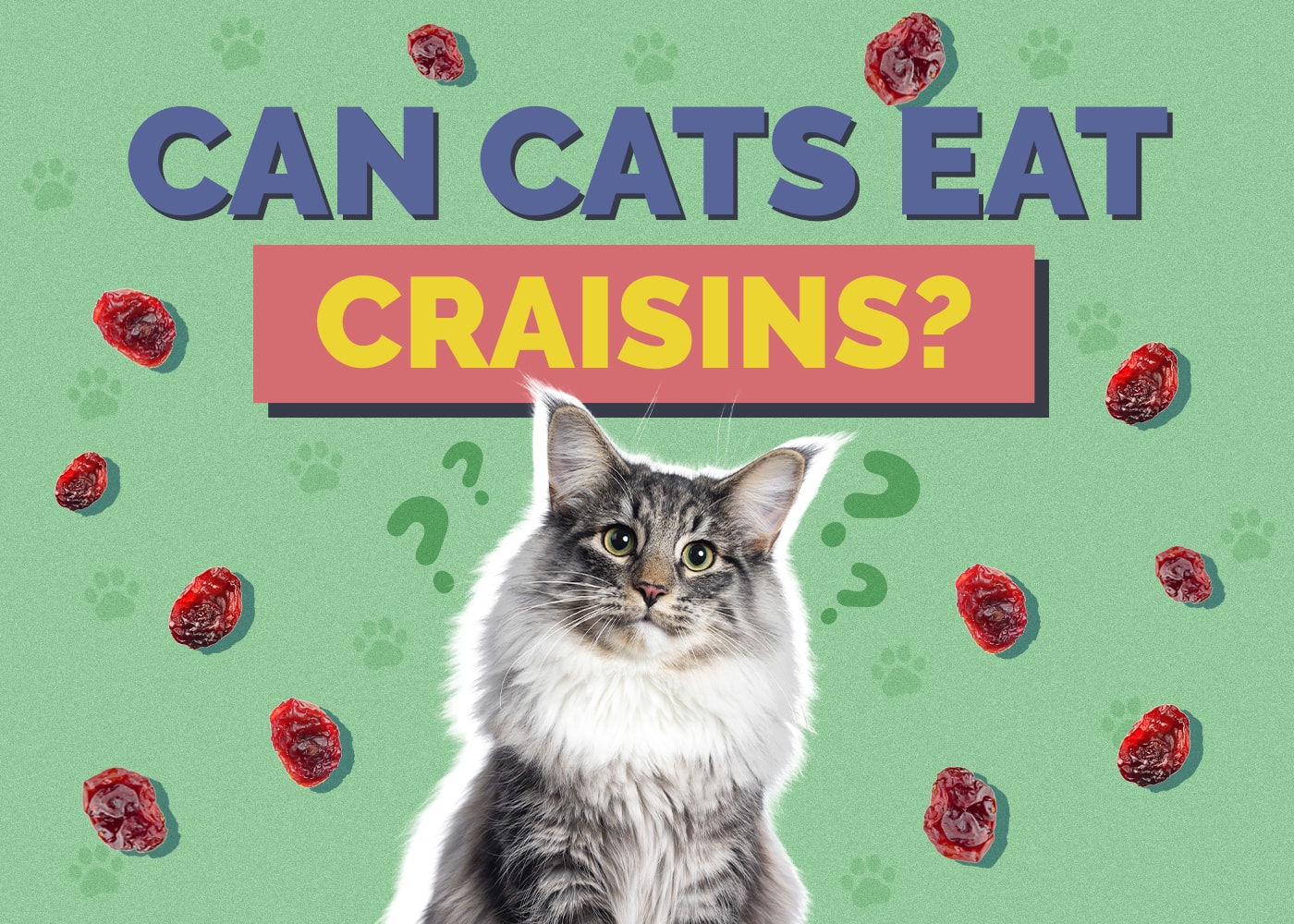 Can Cats Eat craisins