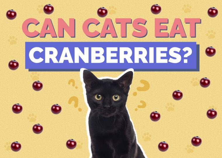 Can Cats Eat Cranberries? VetReviewed Facts Hepper