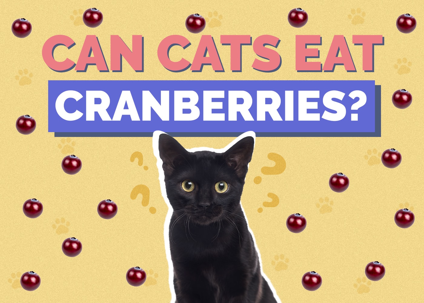 Can Cats Eat cranberries