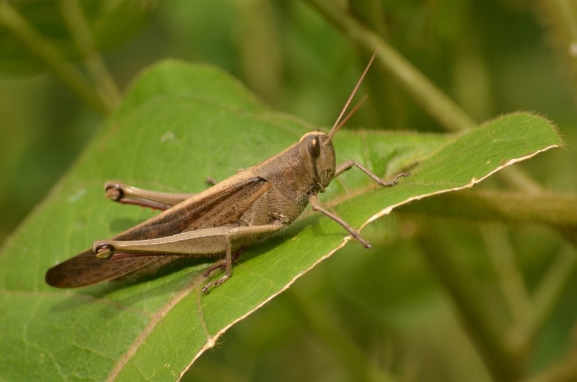 cricket on plant leaf