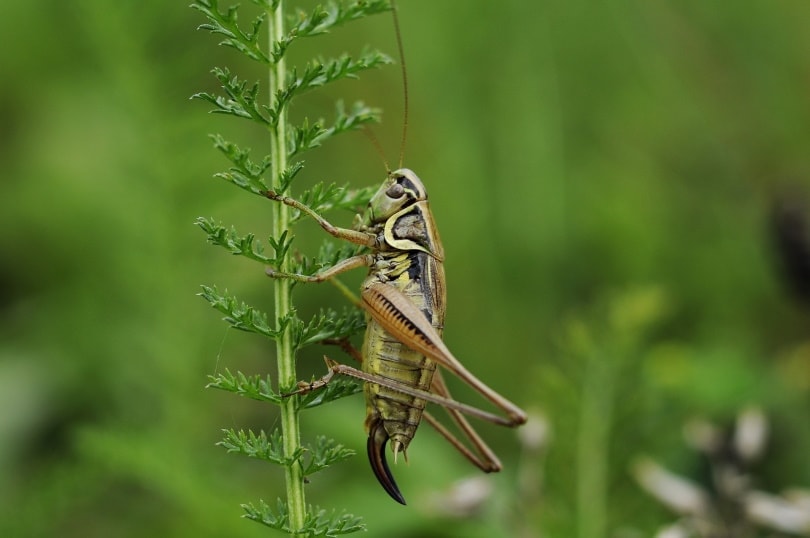 cricket