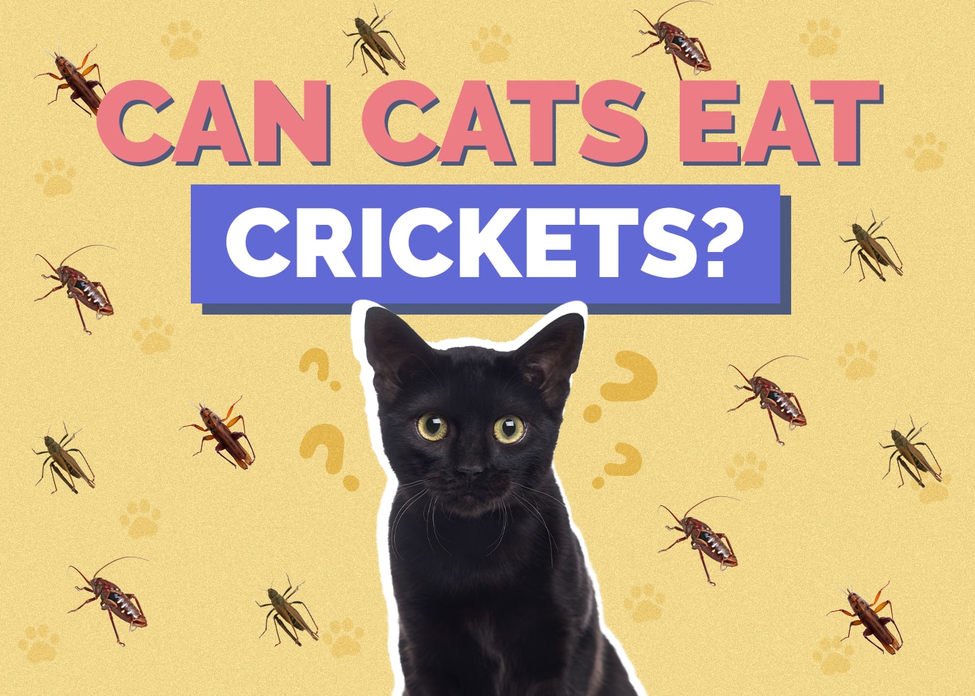 Can Cats Eat crickets