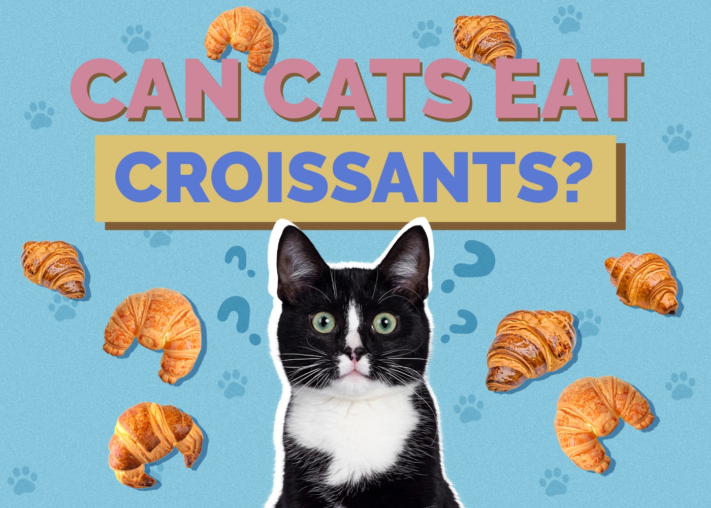 Can Cats Eat croissants