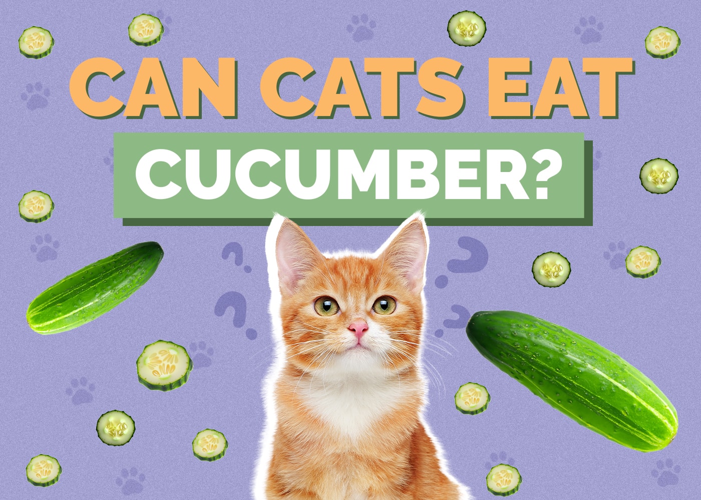 Can Cats Eat cucumber