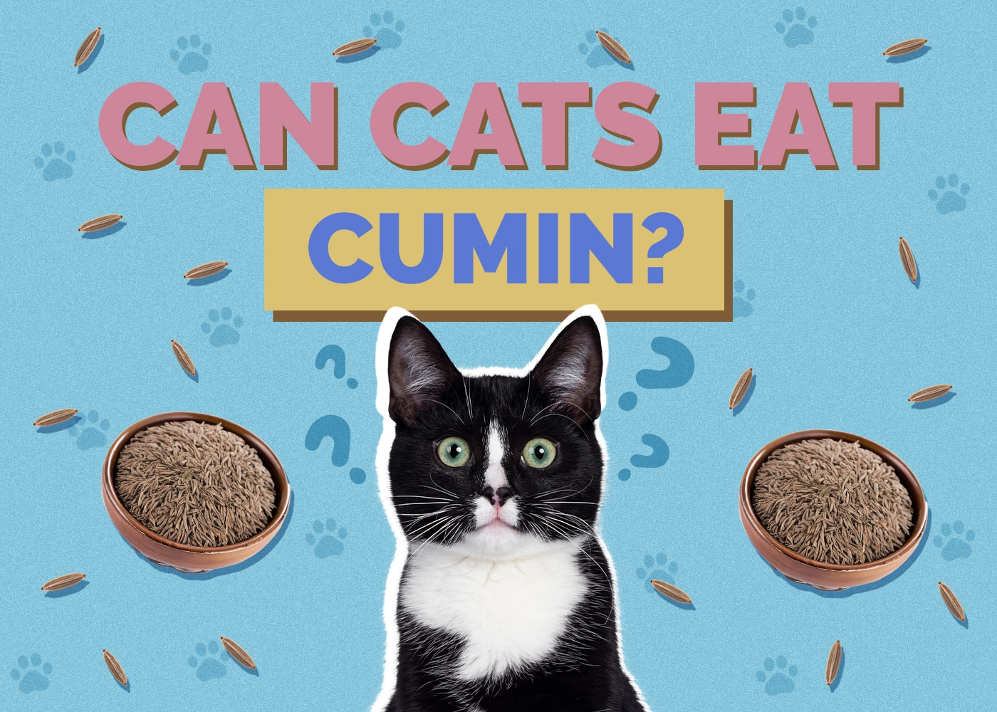 Can Cats Eat cumin