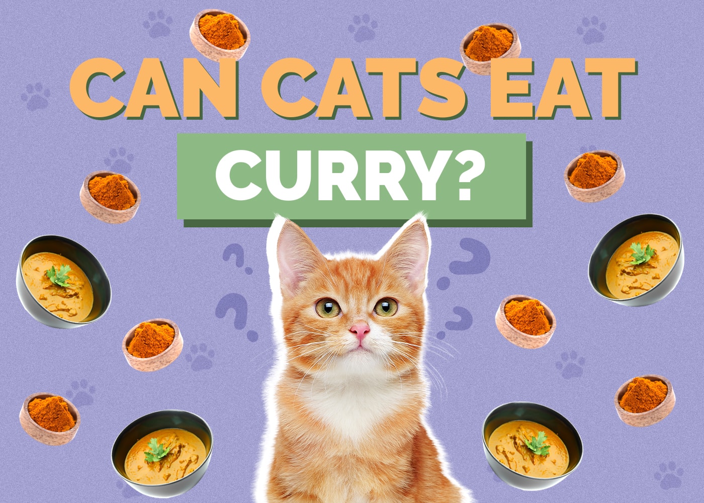 Can Cats Eat curry