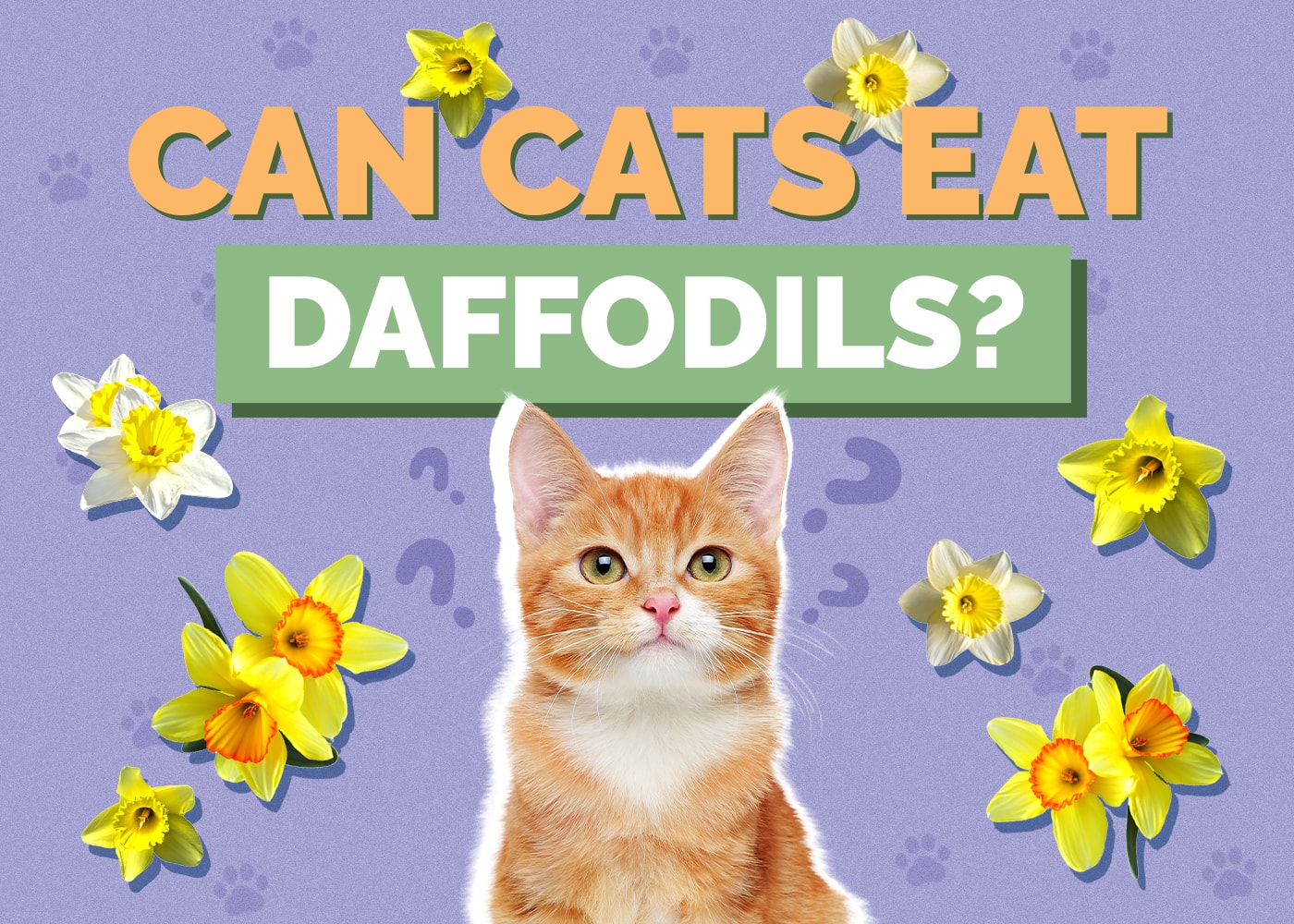 Can Cats Eat daffodils