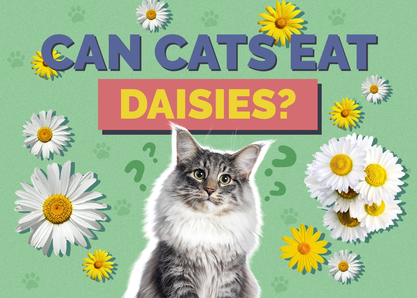 Can Cats Eat daisies