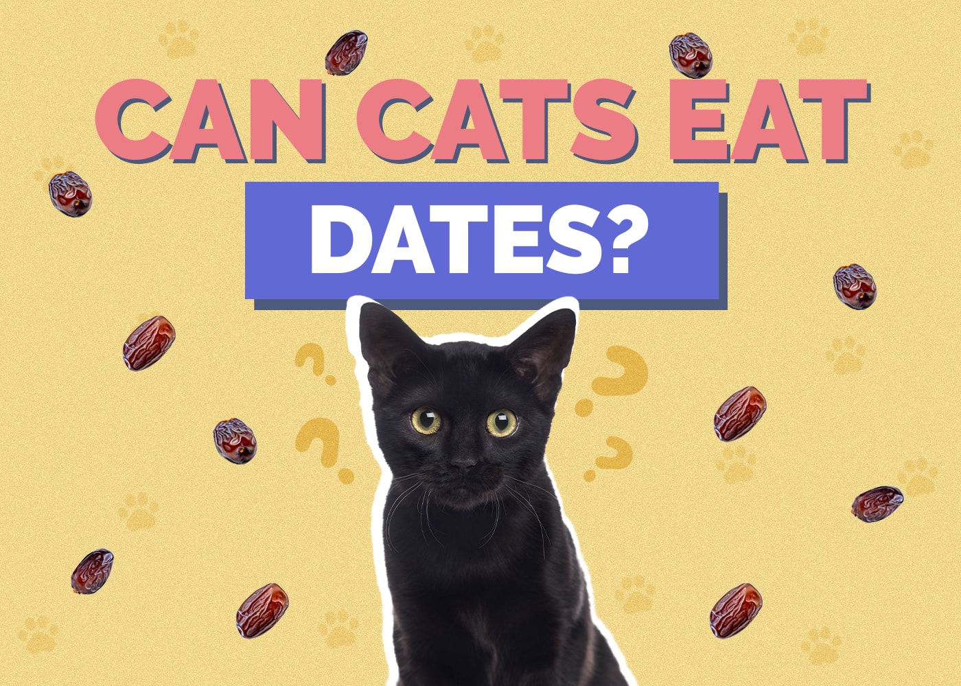 Can Cats Eat dates