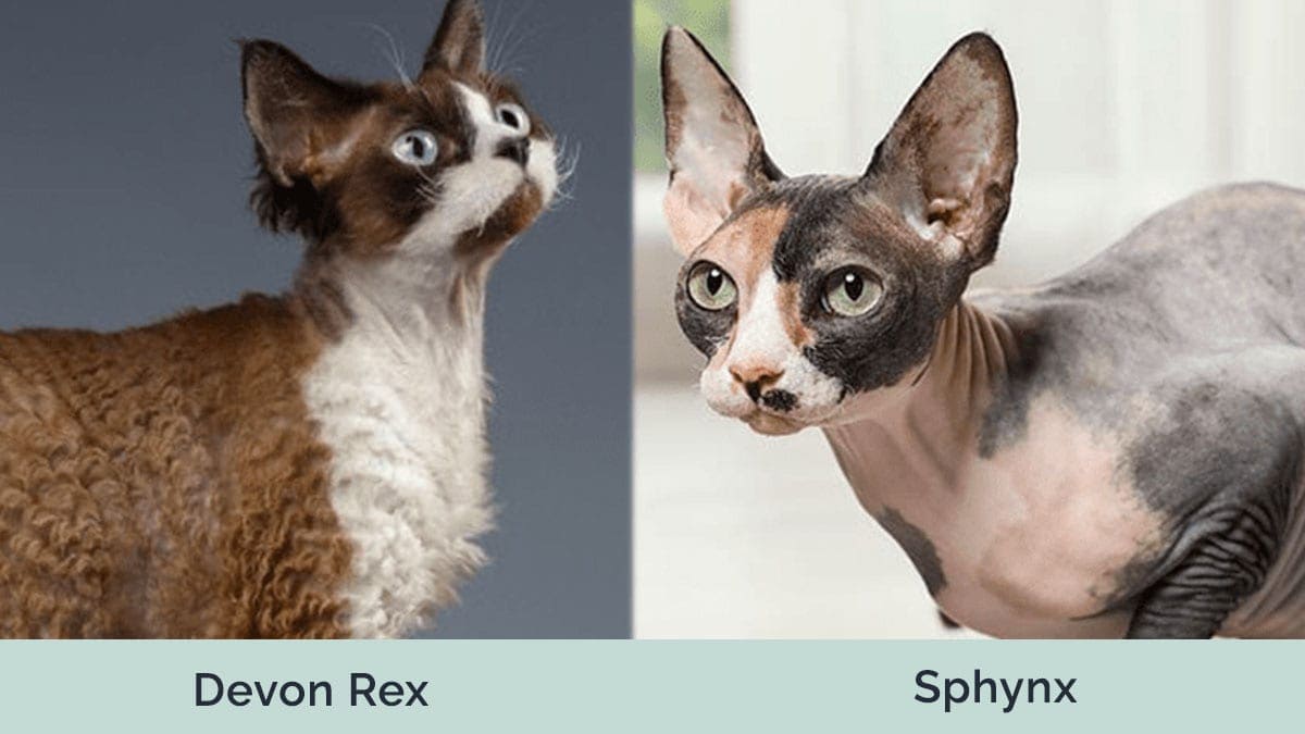Sphynx devon rex deals kittens