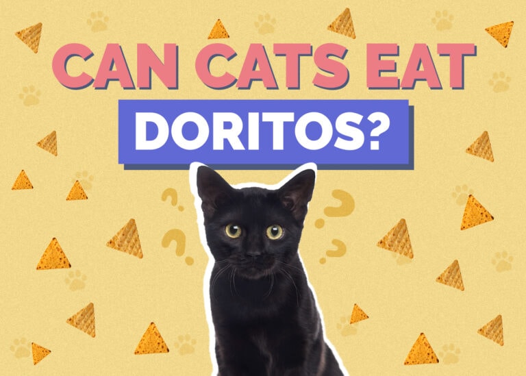 Can Cats Eat Doritos? Nutritional Facts & Safety Guide Hepper