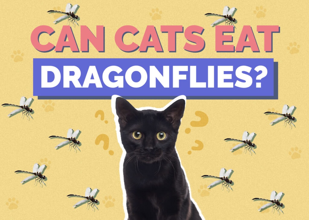 Can Cats Eat dragonflies