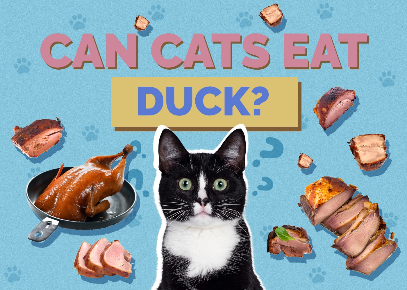 Can Cats Eat duck