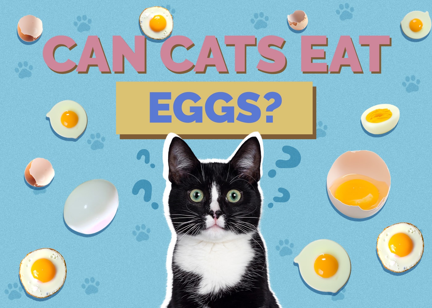 Can Cats Eat eggs