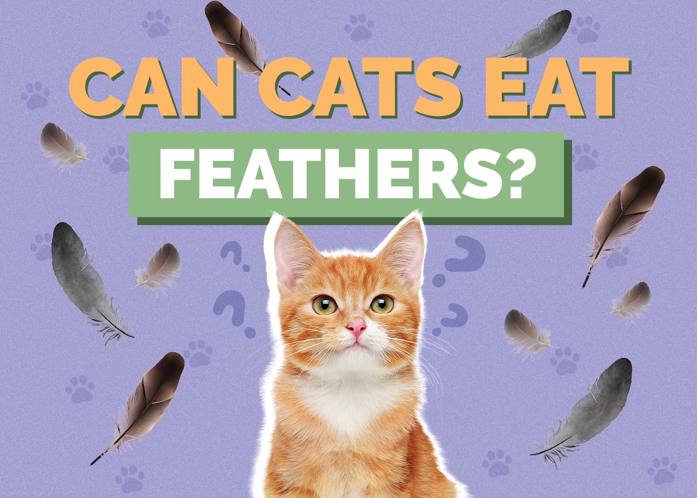 Can Cats Eat feather