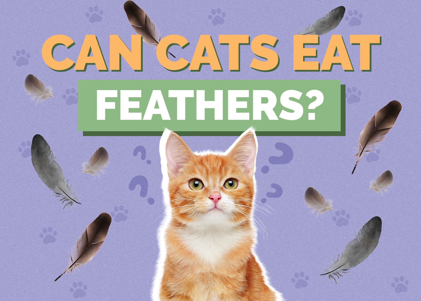 Cat ate feather sales toy