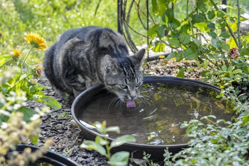 mèo hoang uống nước